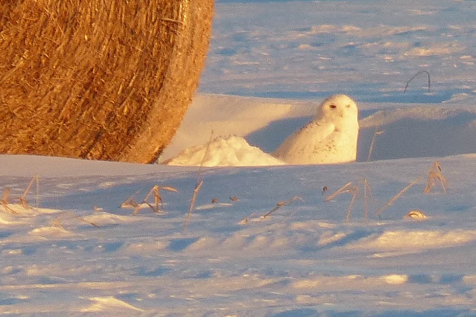 Snowy Owl - ML635069706