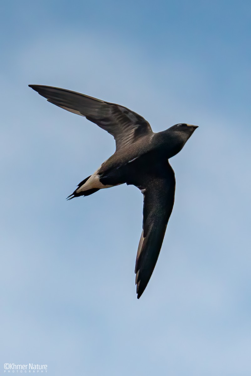 Silver-backed Needletail - ML635069736