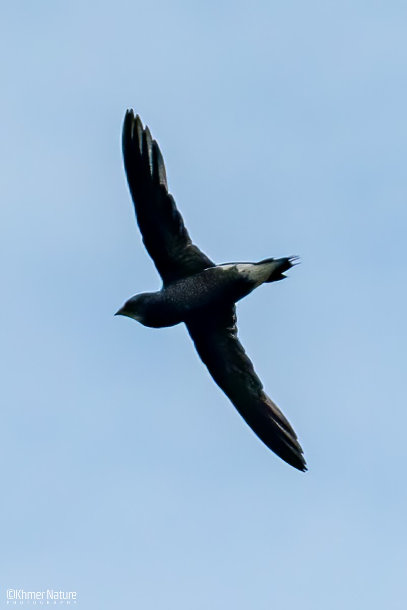 Silver-backed Needletail - ML635069738