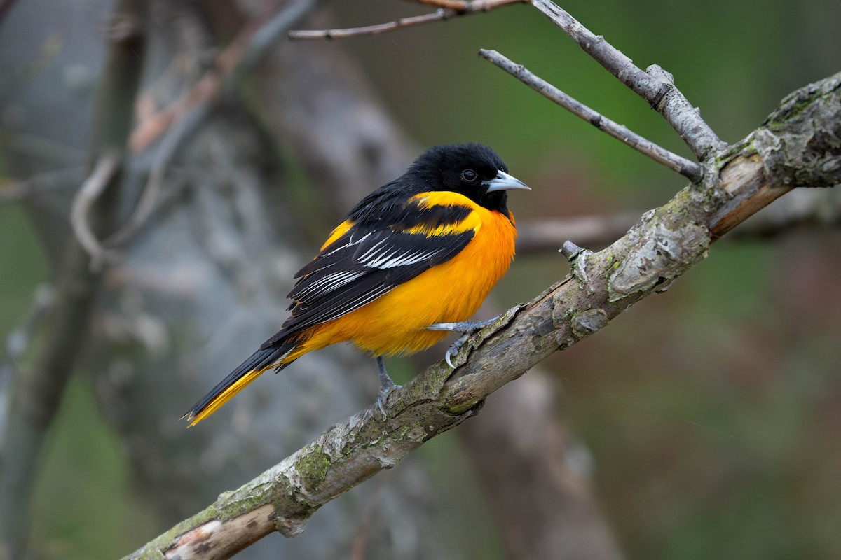 Baltimore Oriole - ML635069802