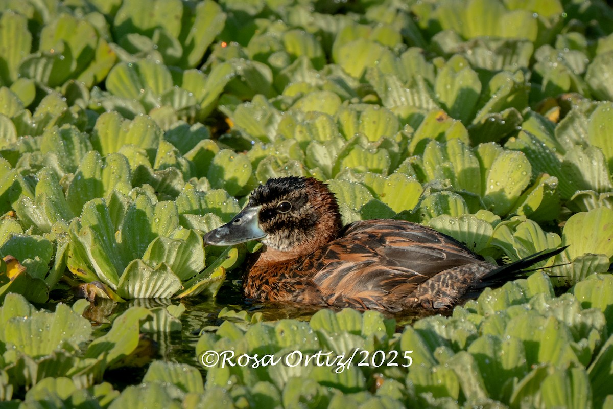Masked Duck - ML635069819