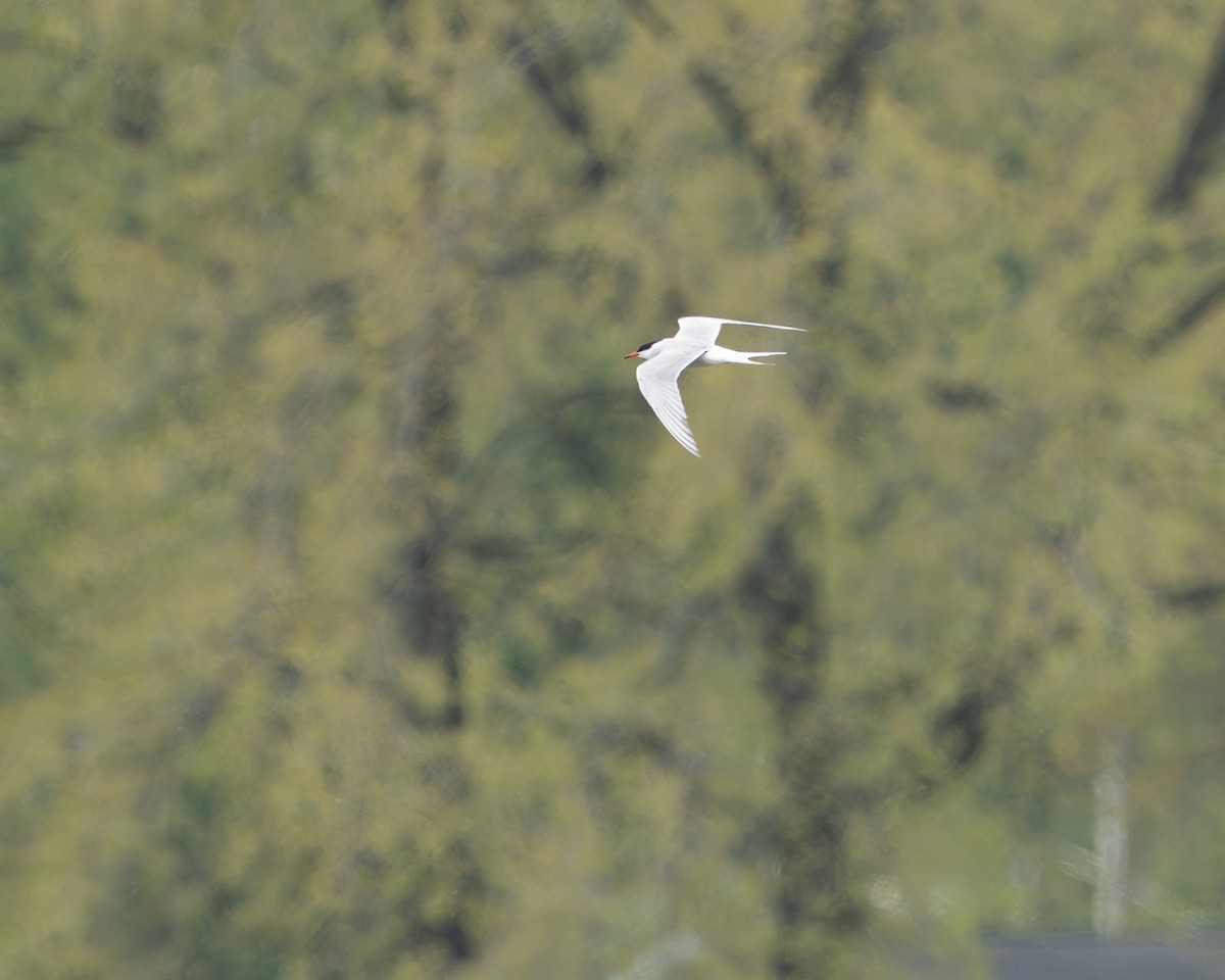 Common Tern - ML635069849