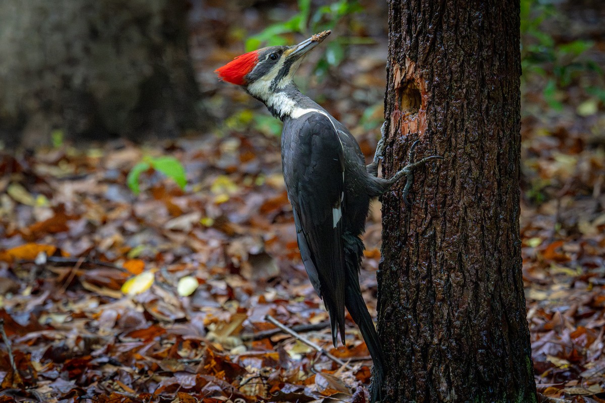 Pileated Woodpecker - Sean Fahey