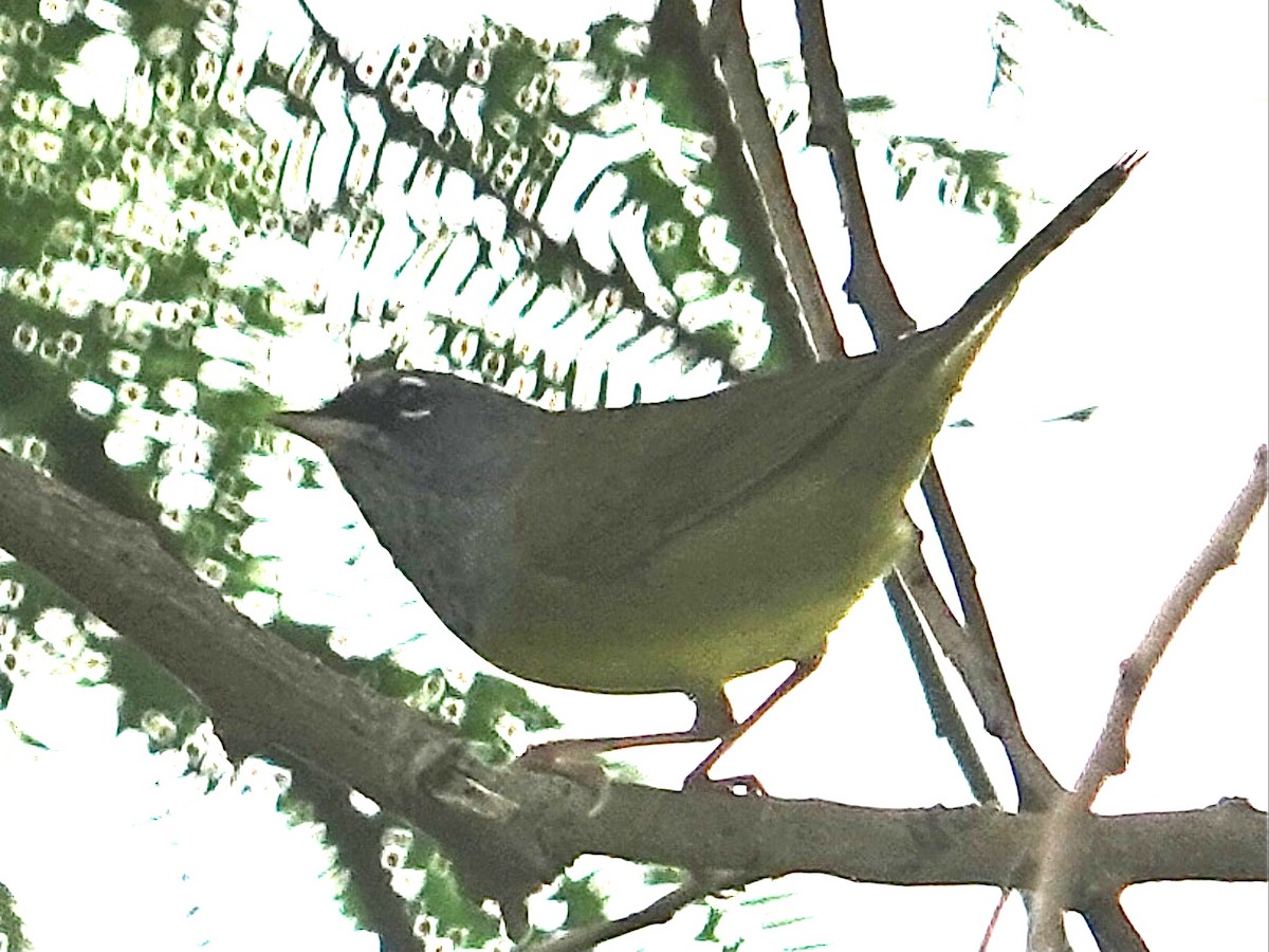 Цитринка західна - ML635069926