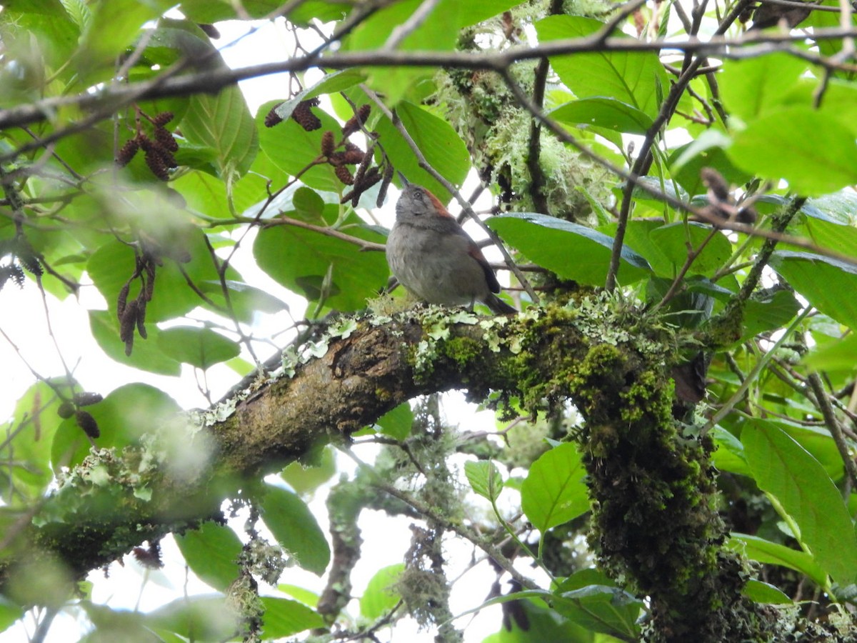 Silvery-throated Spinetail - ML635069954
