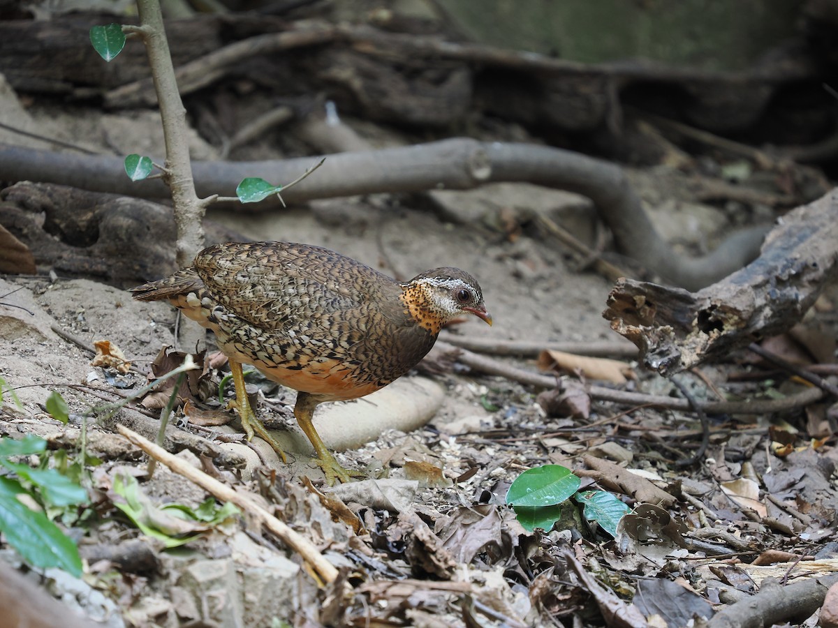 Scaly-breasted Partridge (Green-legged) - ML635070068