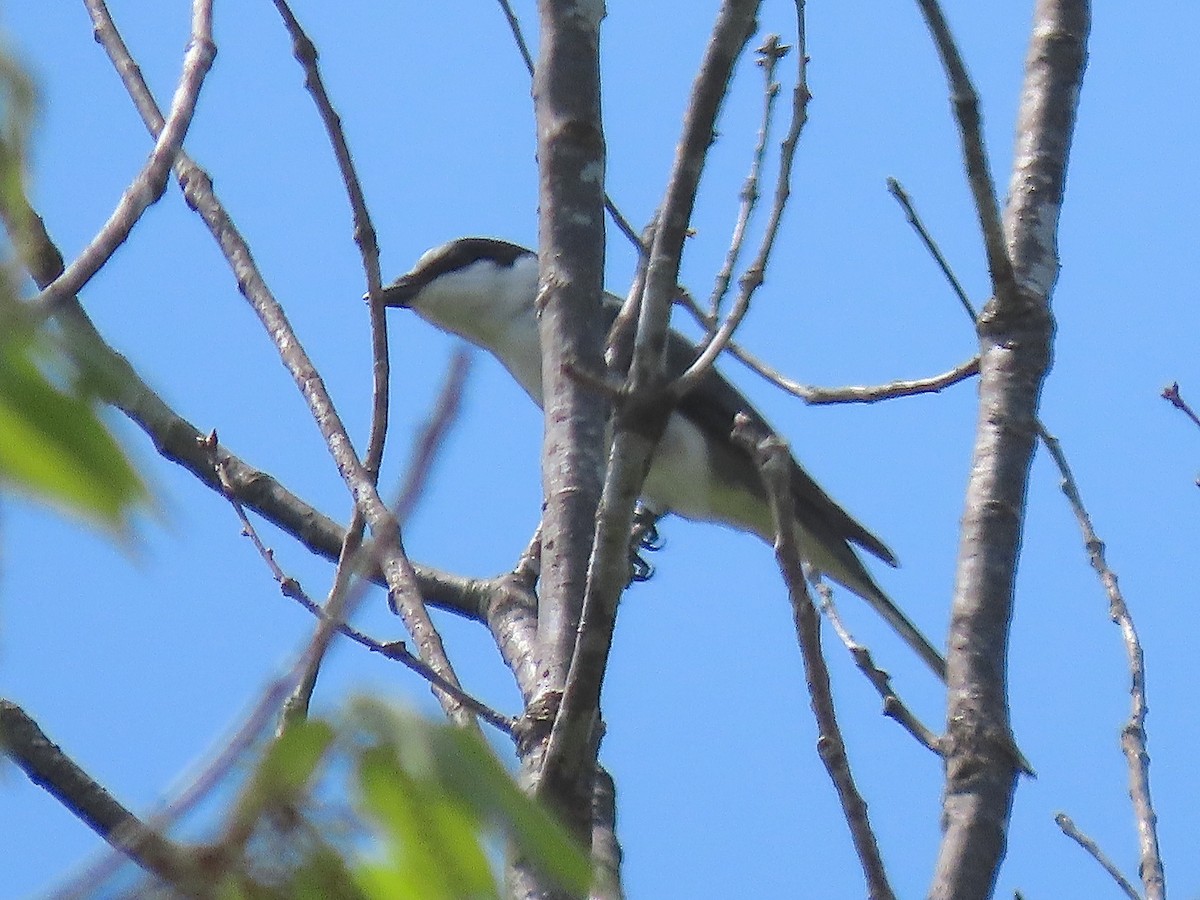 Ashy Minivet - ML635070075