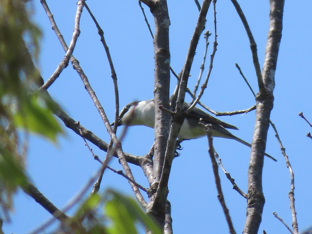 Ashy Minivet - ML635070076