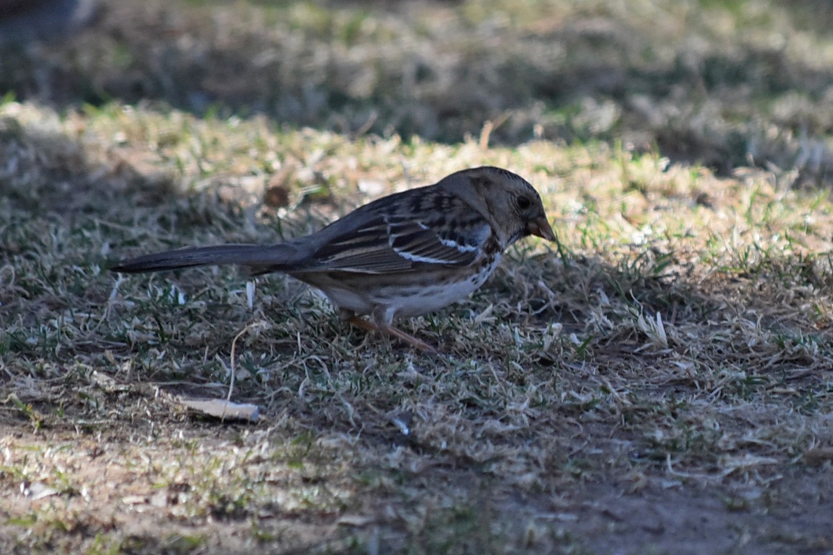 Harris's Sparrow - ML635070102