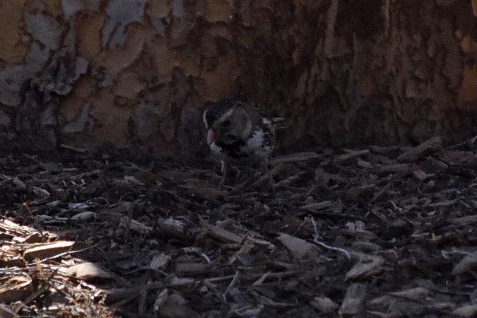 Harris's Sparrow - ML635070103
