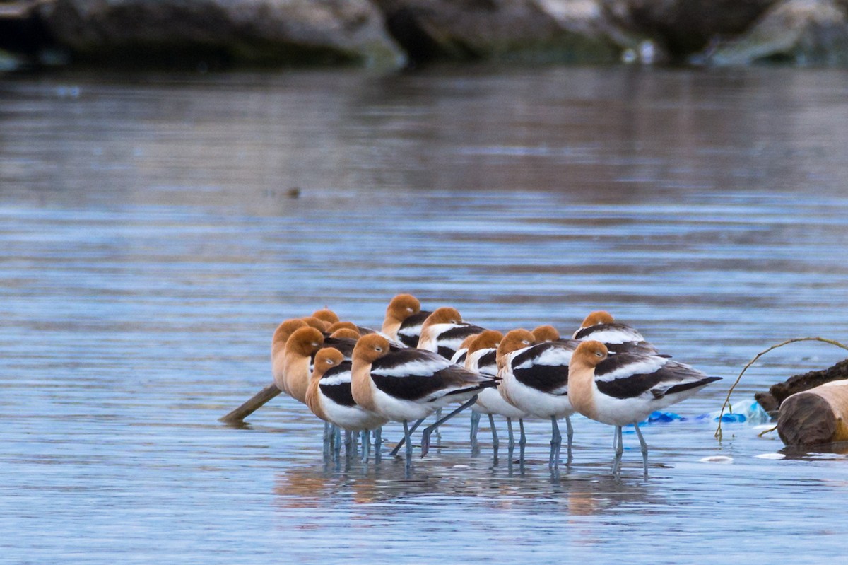 American Avocet - ML635070135