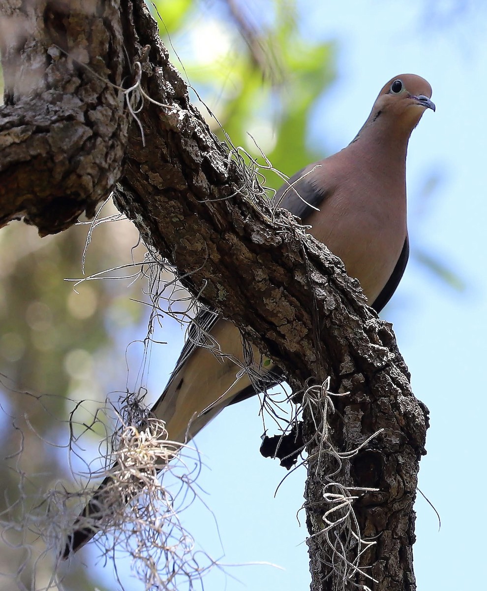 Mourning Dove - ML635070160