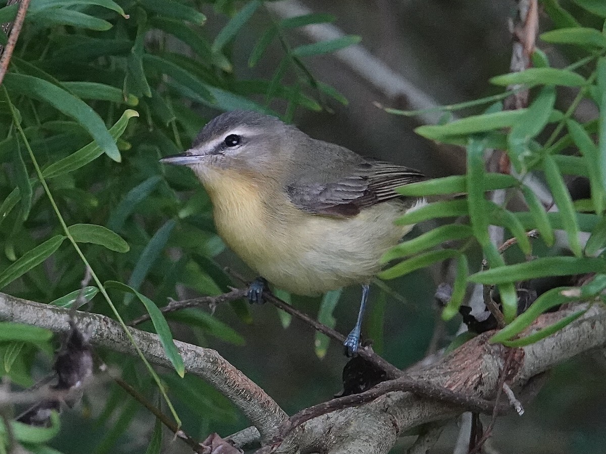 Віреон цитриновий - ML635070209