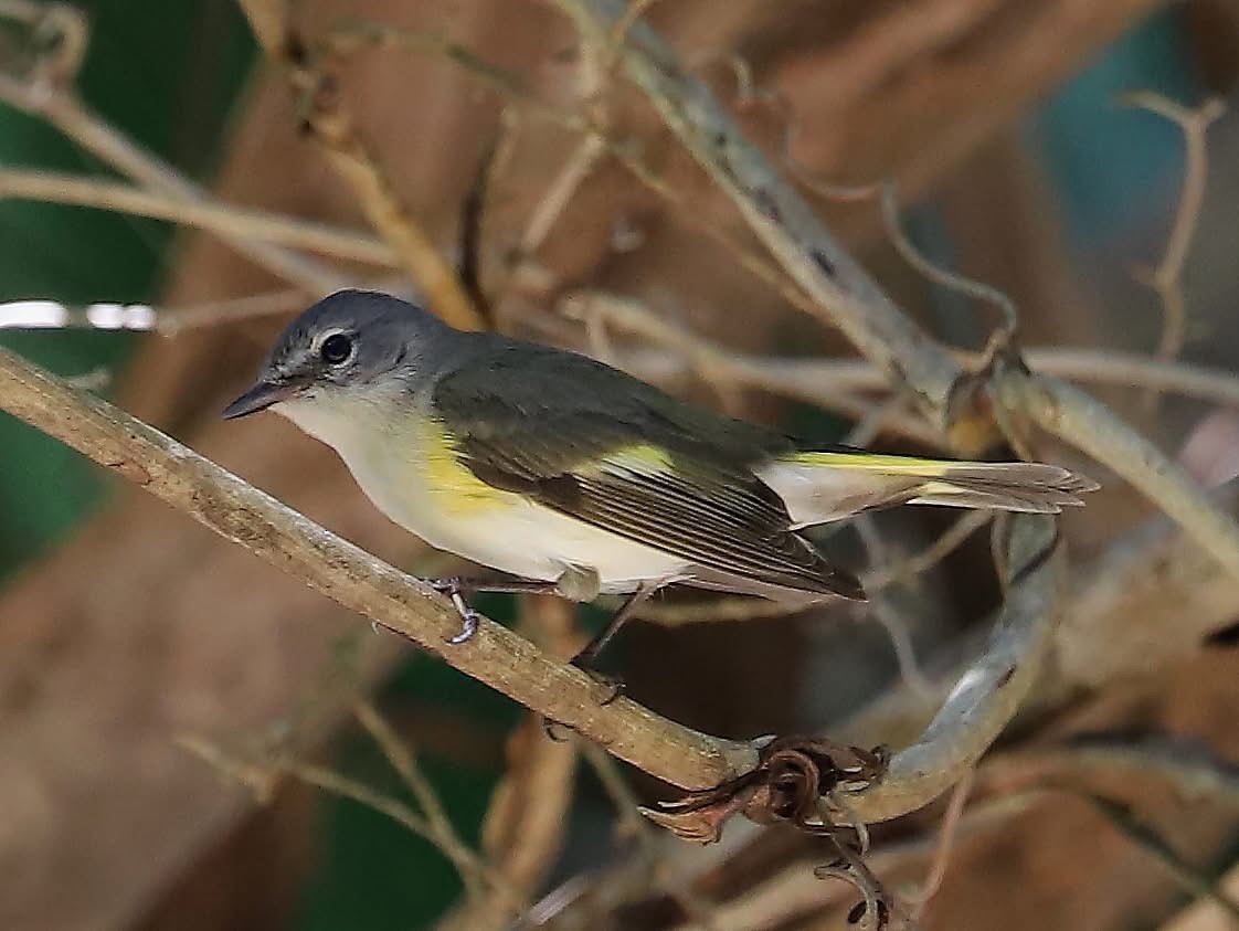 American Redstart - ML635070215