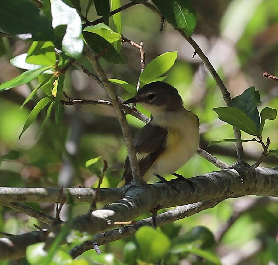American Redstart - ML635070216