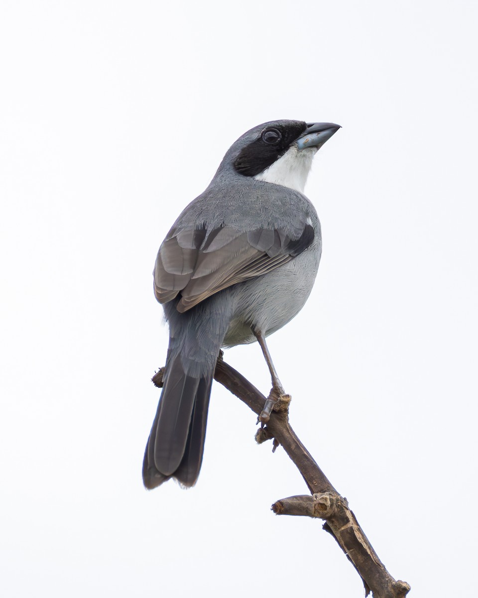White-banded Tanager - ML635070232