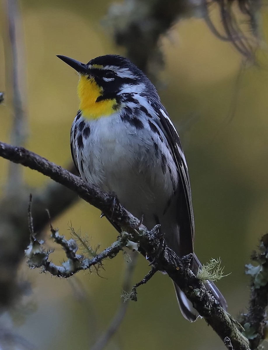 Yellow-throated Warbler - ML635070244