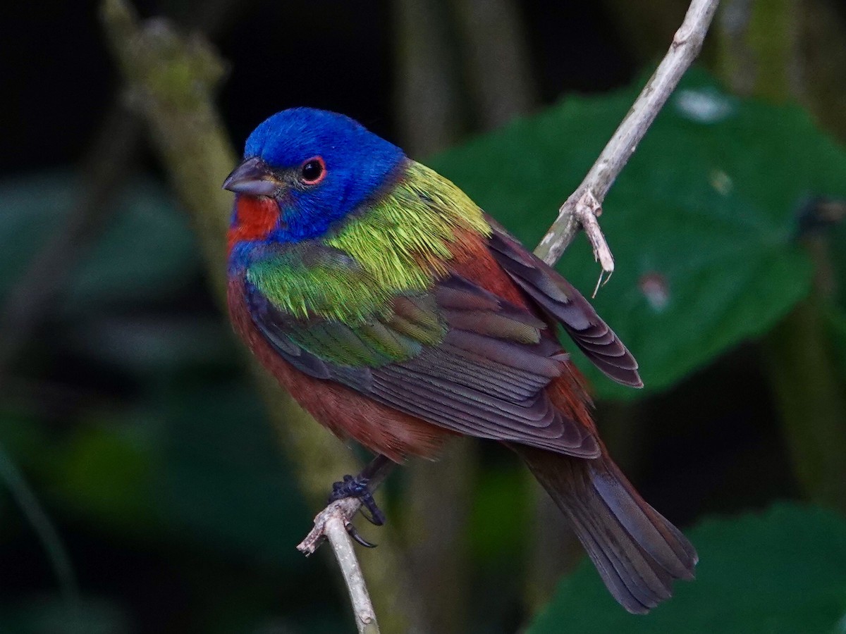 Скригнатка райдужна - ML635070298