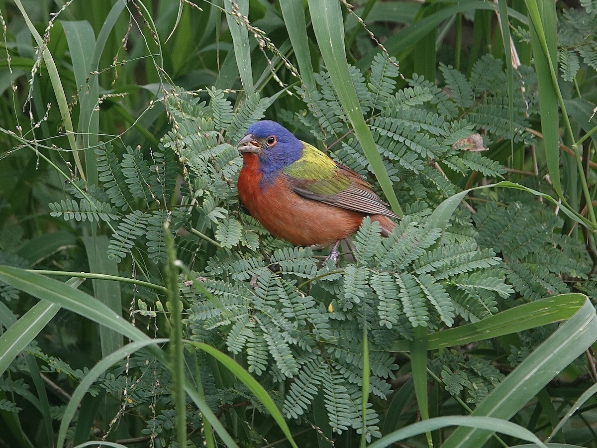 Скригнатка райдужна - ML635070299