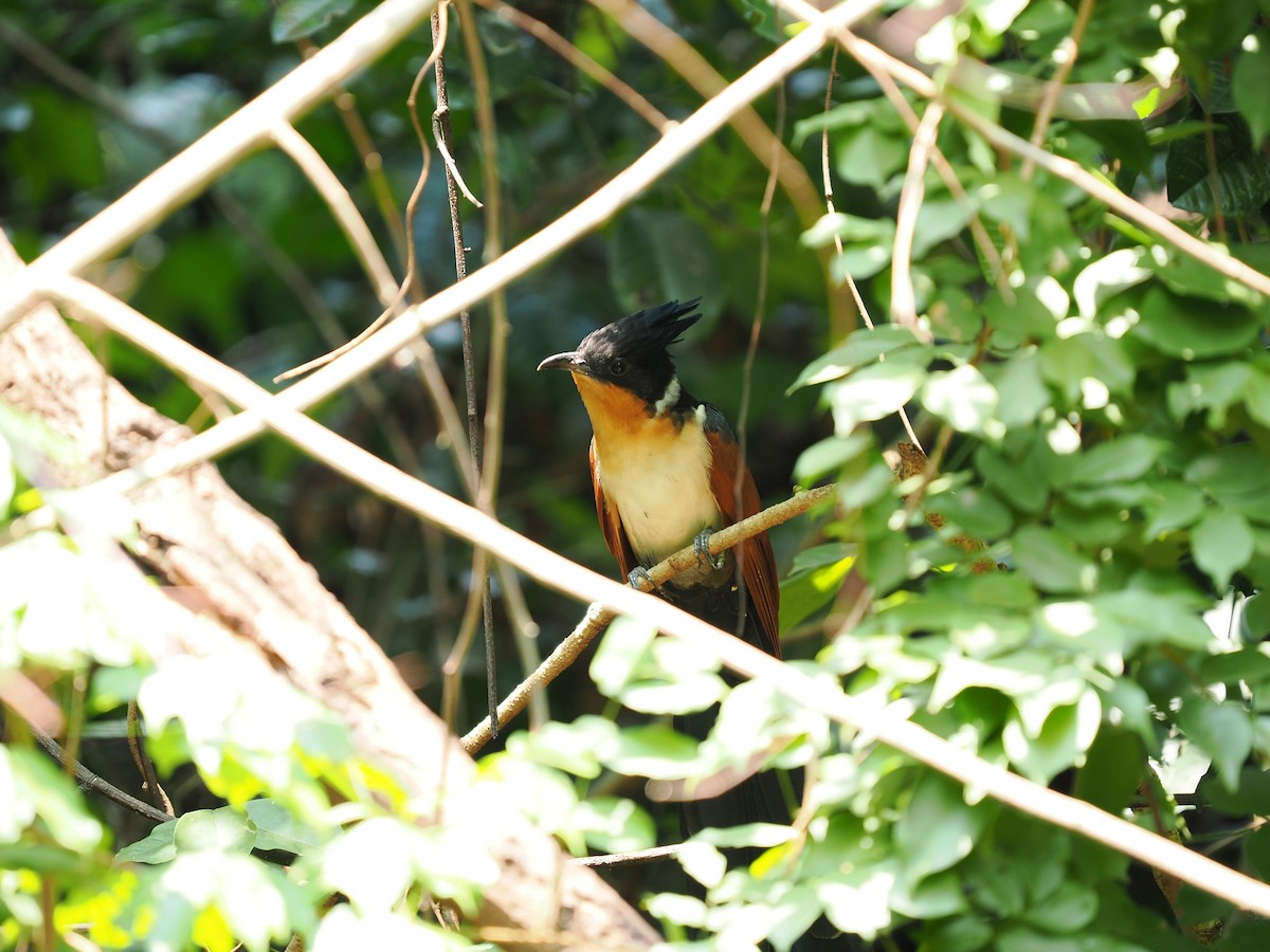 カンムリカッコウ - ML635070311