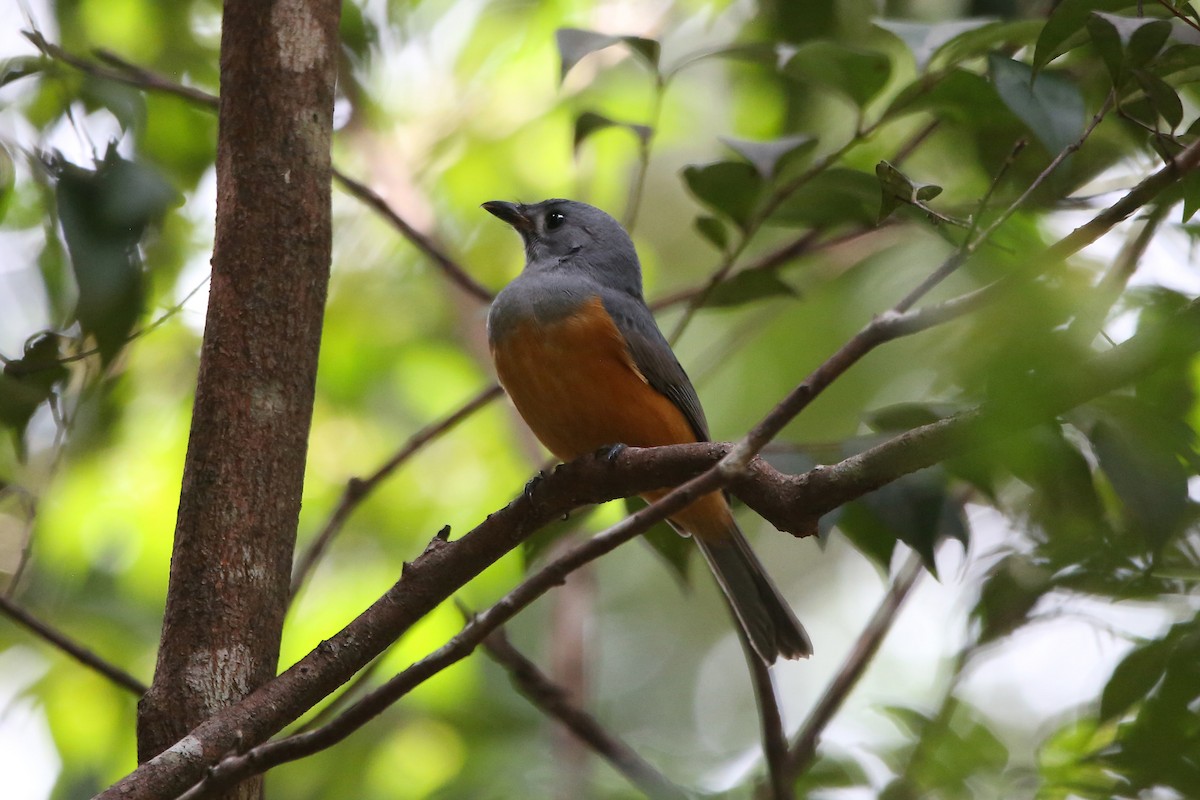 Black-faced Monarch - ML635070354