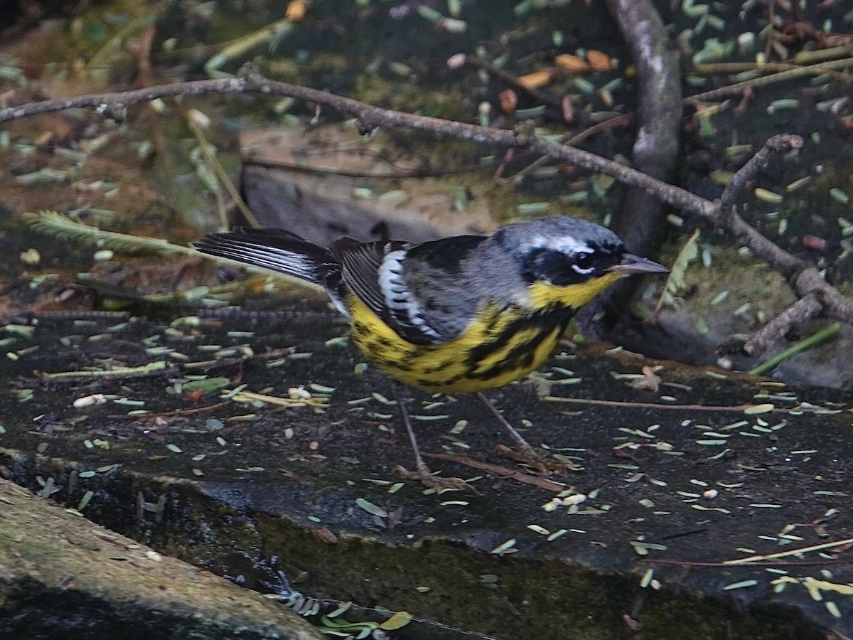 Пісняр-лісовик канадський - ML635070422