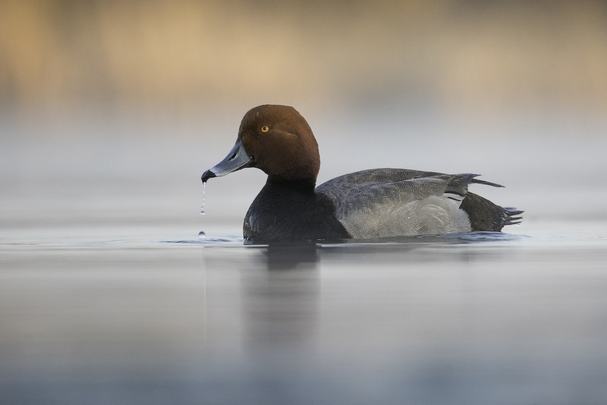 Redhead - ML635070452