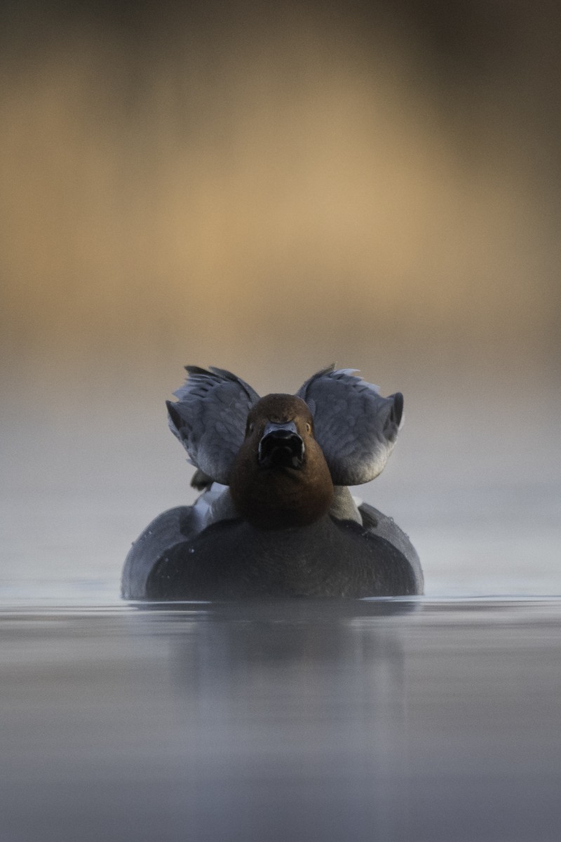 Redhead - ML635070453