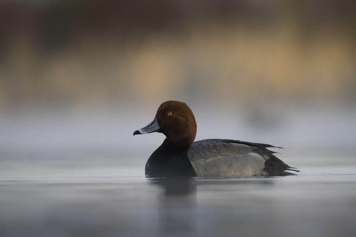 Redhead - ML635070454