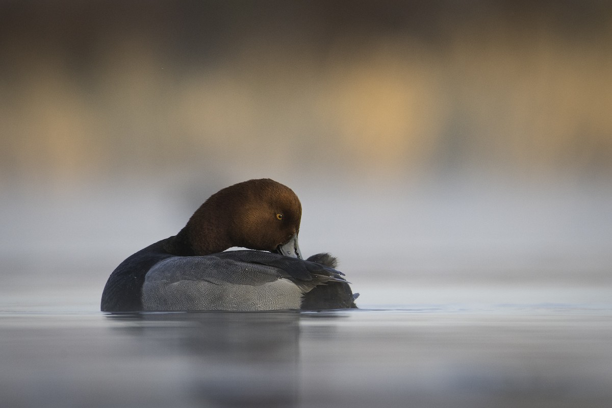 Redhead - ML635070455