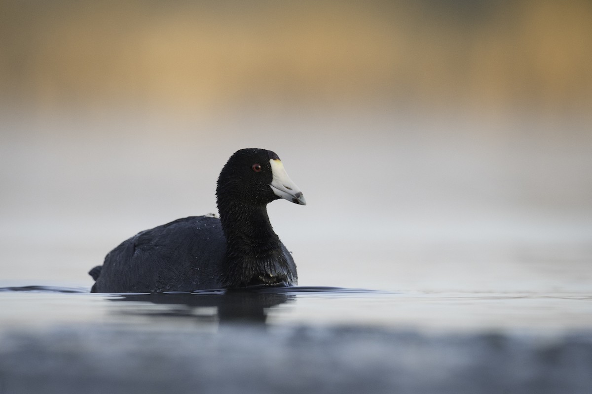 American Coot - ML635070461