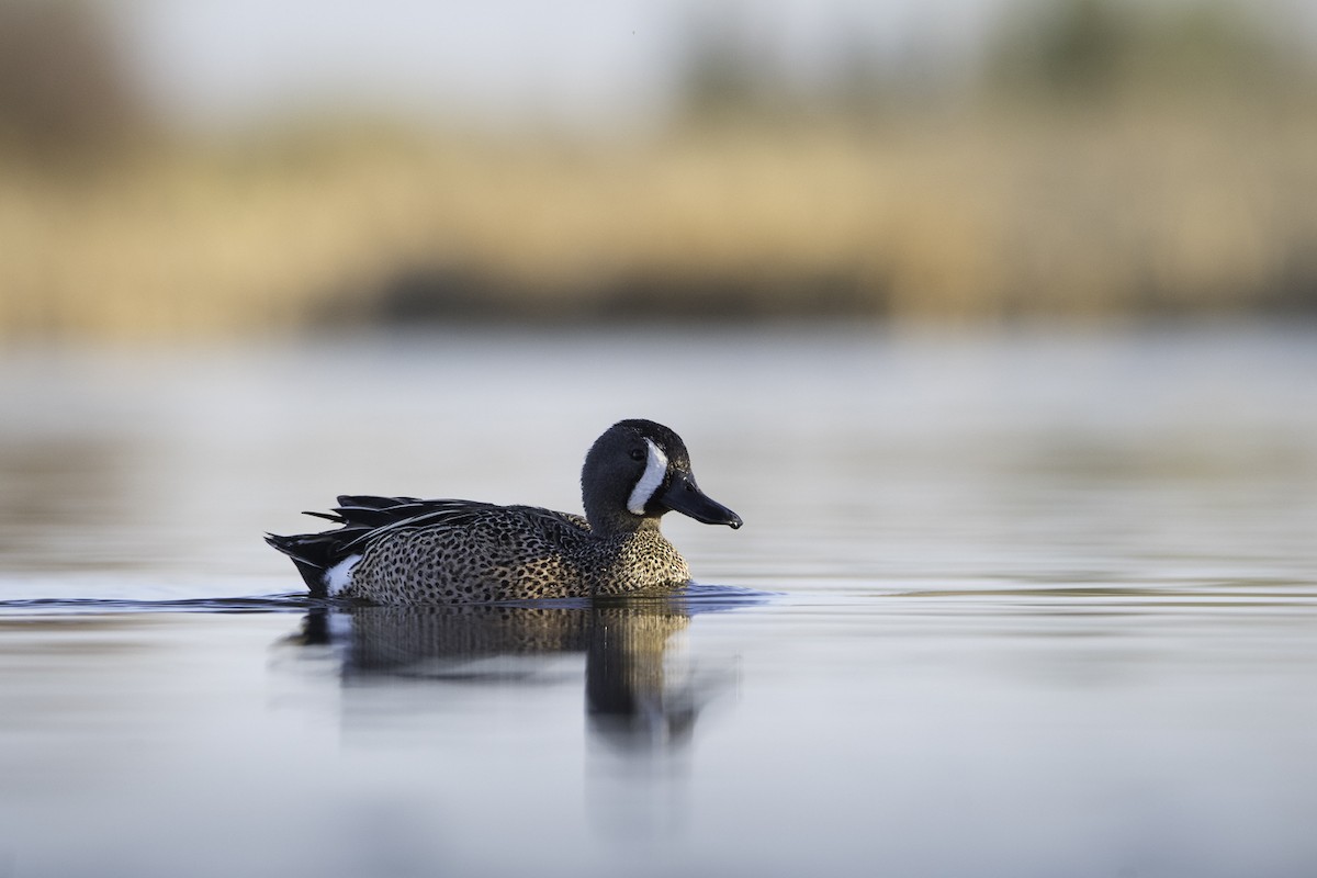 Blue-winged Teal - ML635070472