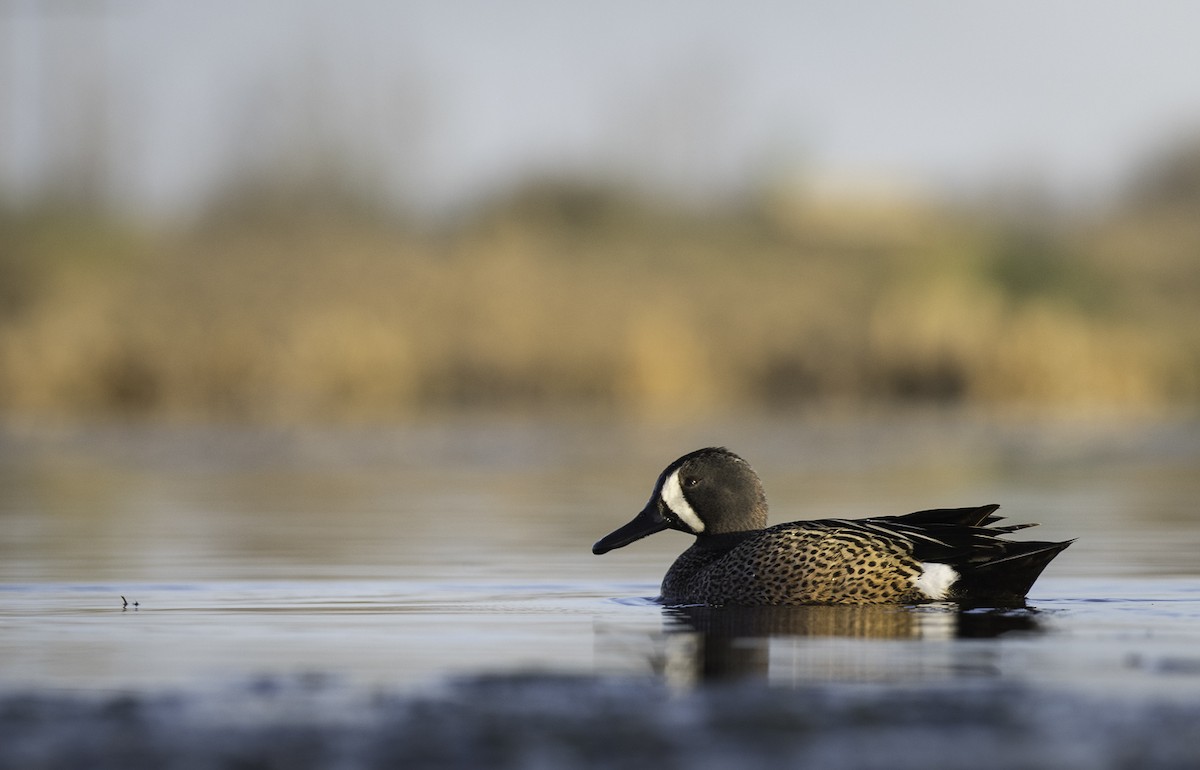 Blue-winged Teal - ML635070473