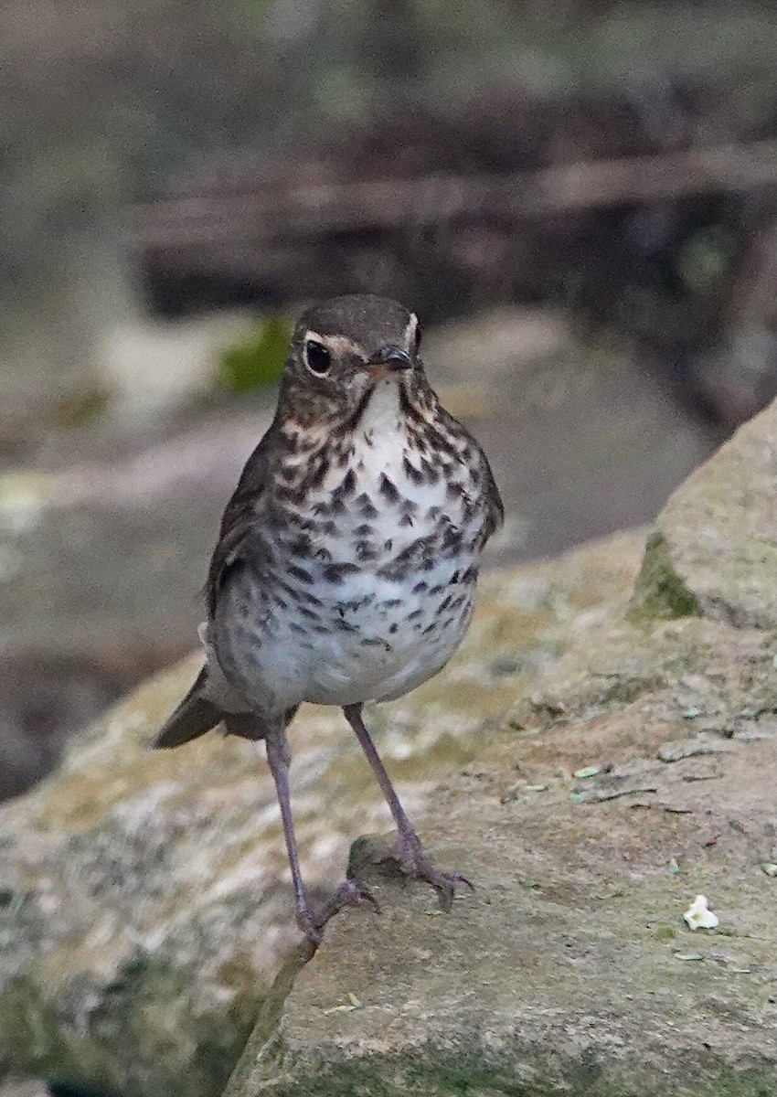 Дрізд-короткодзьоб Cвенсона - ML635070530