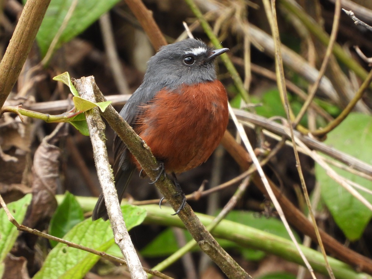 Chestnut-bellied Chat-Tyrant - ML635070536