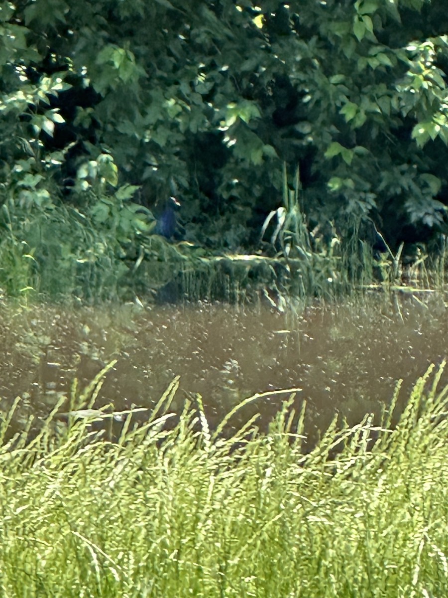 Purple Gallinule - ML635070558