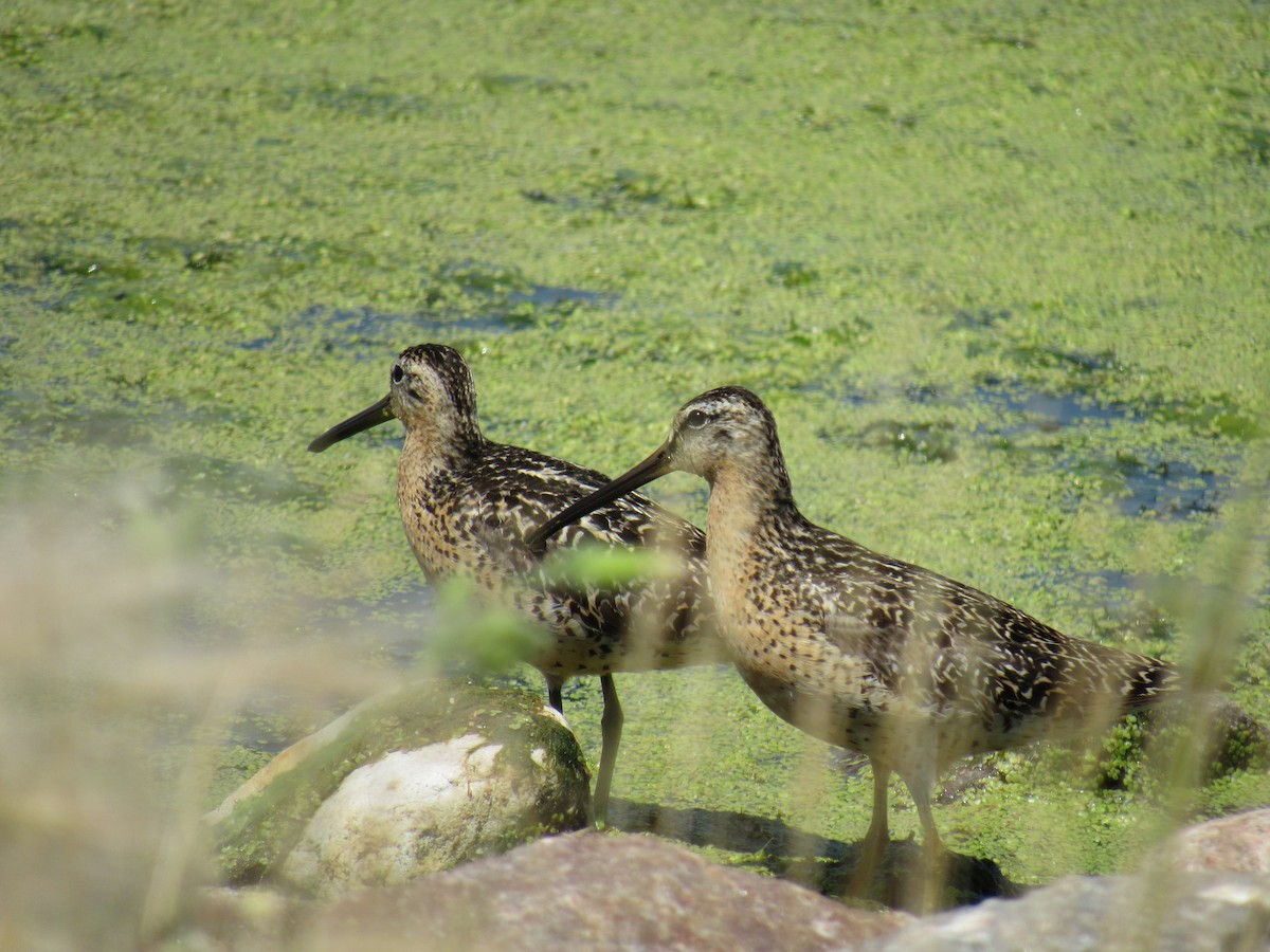 Short-billed Dowitcher - ML63507061