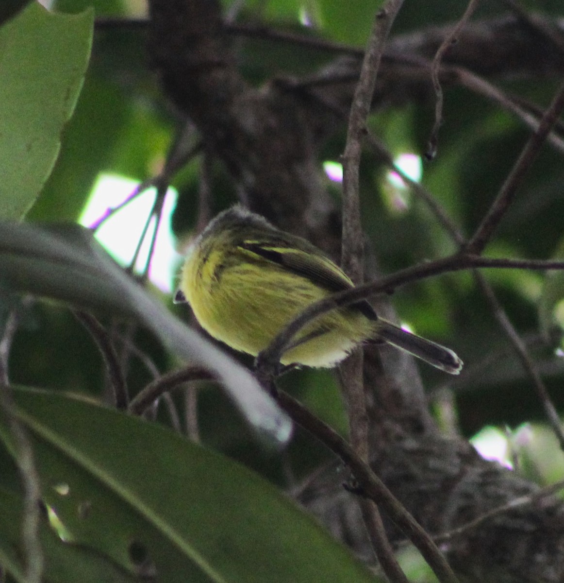 Gray-headed Tody-Flycatcher - ML635070631