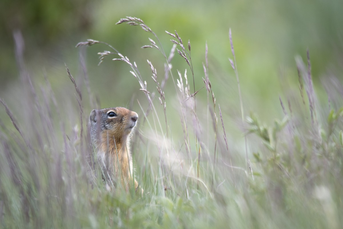 動物界 - ML635070727