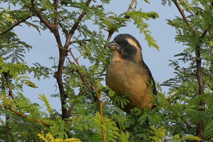Golden-billed Saltator - ML635070853