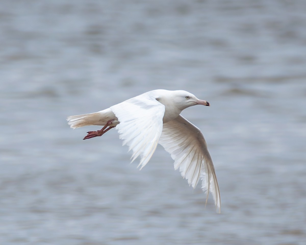 Glaucous Gull - ML635070854
