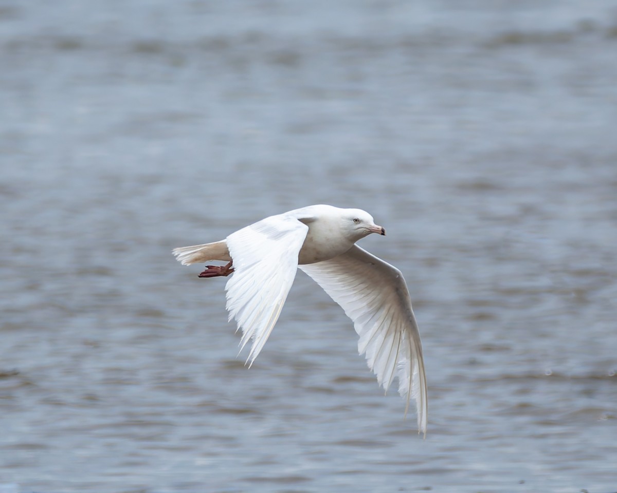 Glaucous Gull - ML635070855