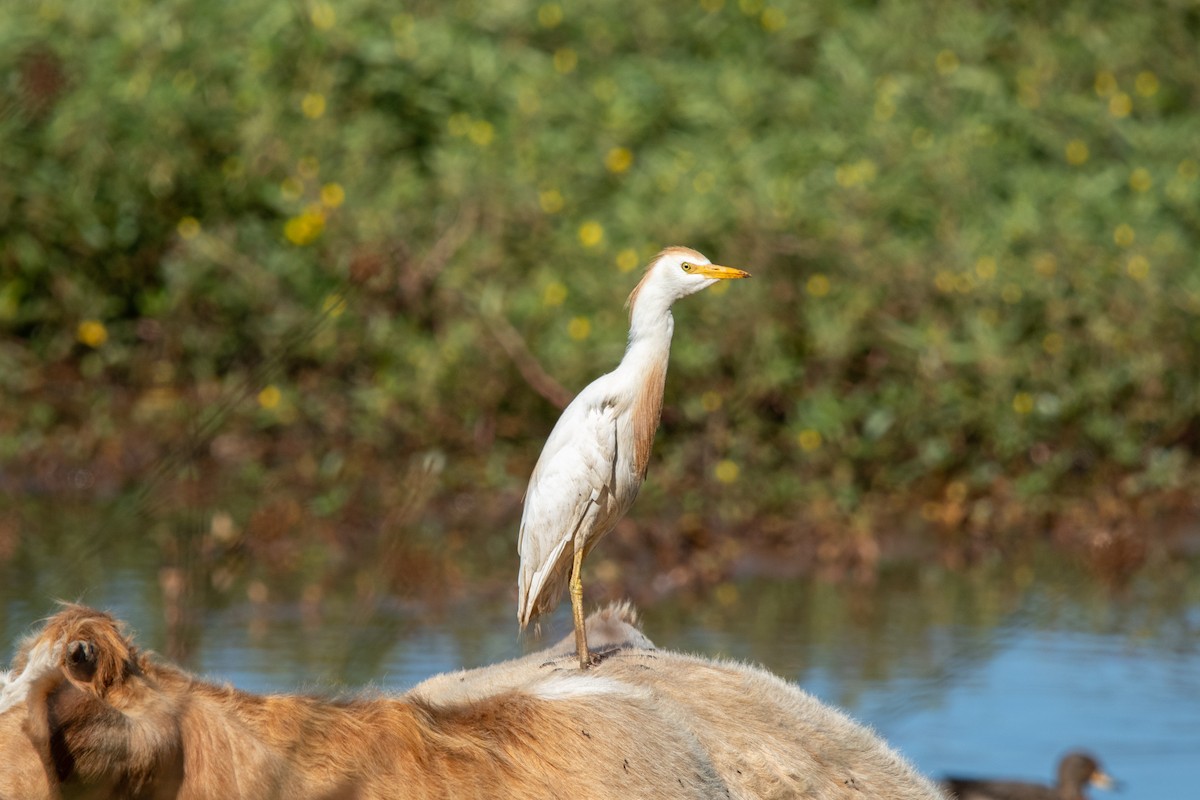 Kuhreiher - ML635070892