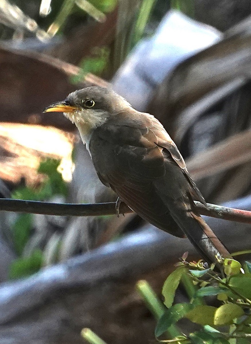 Кукліло північний - ML635070897