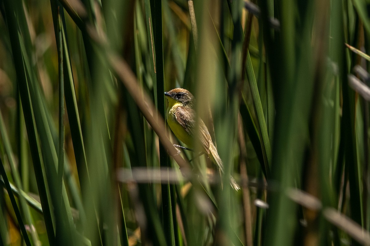 Tickersumpftyrann - ML635070914