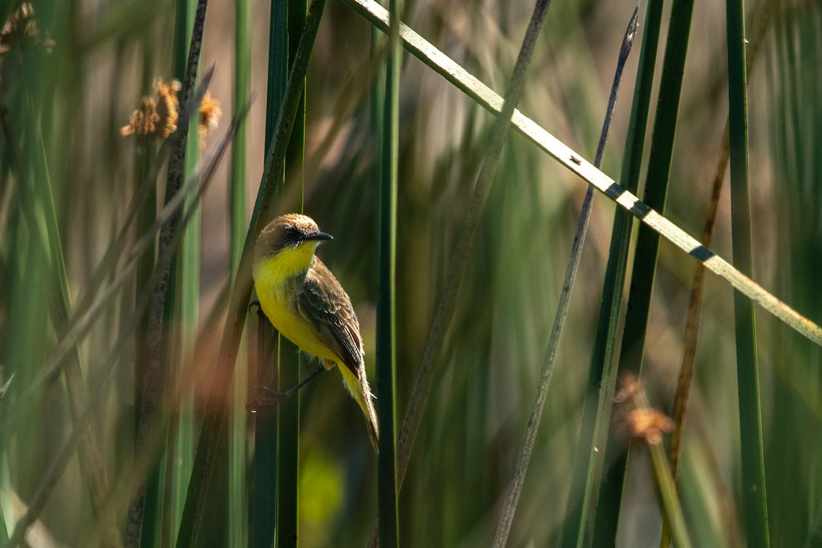 Tickersumpftyrann - ML635070919