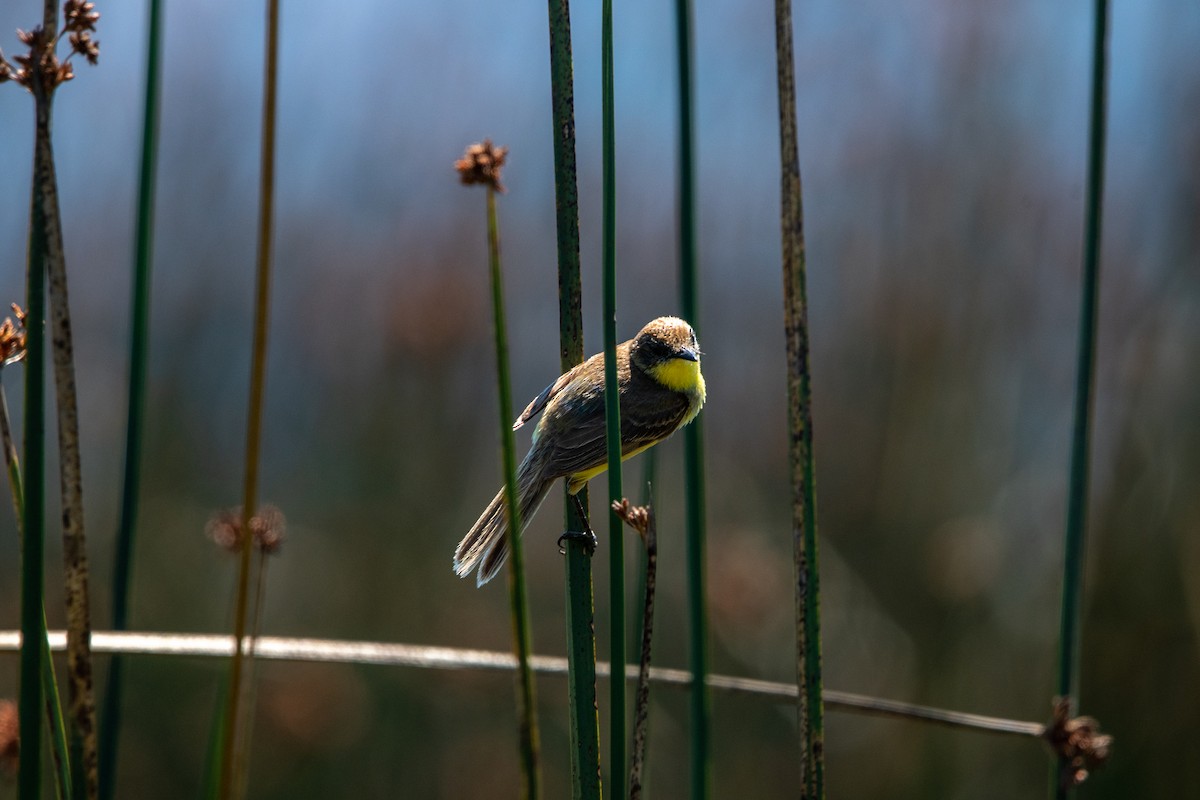 Tickersumpftyrann - ML635070920