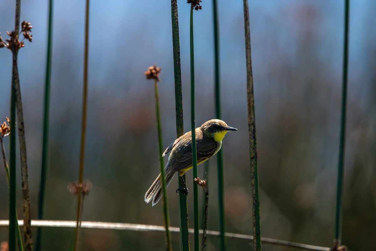 Tickersumpftyrann - ML635070921