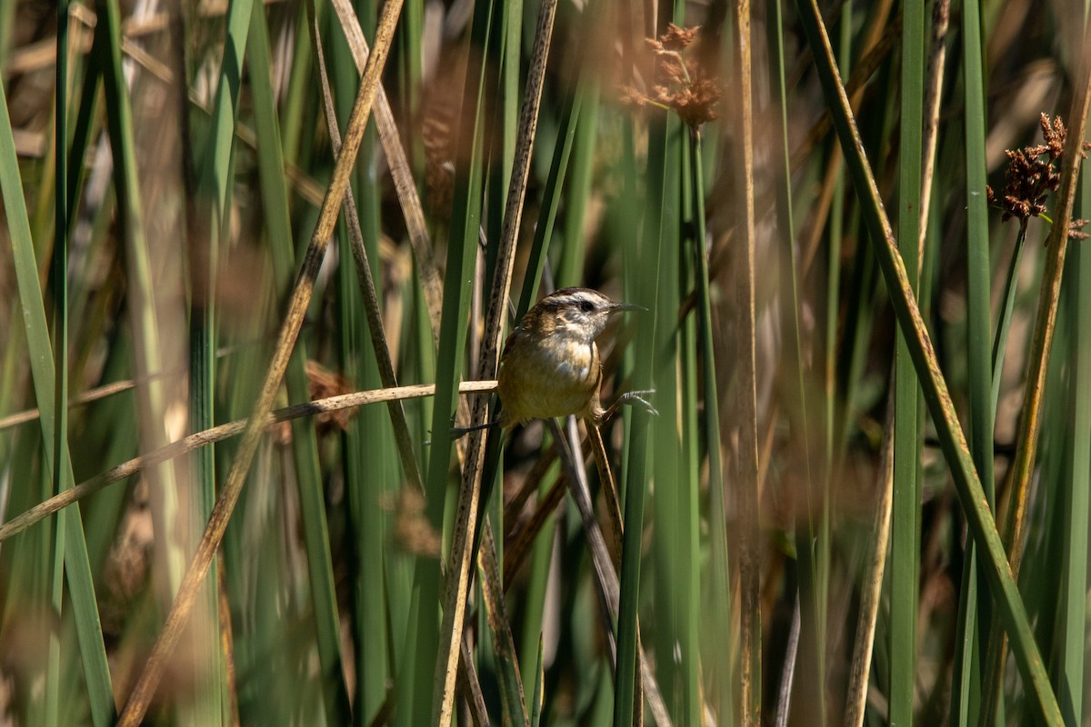 Binsenschlüpfer - ML635070942