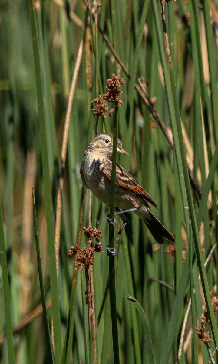 Brillendunkeltyrann - ML635070971